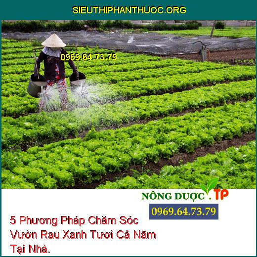 5 Phương Pháp Chăm Sóc Vườn Rau Xanh Tươi Cả Năm Tại Nhà.