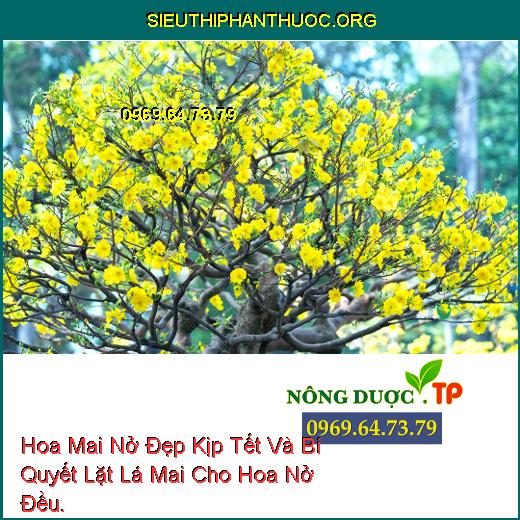 Hoa Mai Nở Đẹp Kịp Tết Và Bí Quyết Lặt Lá Mai Cho Hoa Nở Đều.