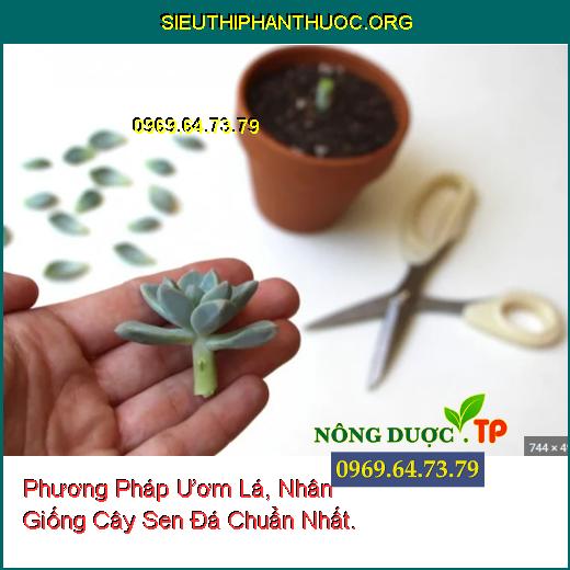 Phương Pháp Ươm Lá, Nhân Giống Cây Sen Đá Chuẩn Nhất.