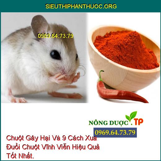 Chuột Gây Hại Và 9 Cách Xua Đuổi Chuột Vĩnh Viễn Hiệu Quả Tốt Nhất.