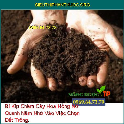 Bí Kíp Chăm Cây Hoa Hồng Nở Quanh Năm Nhờ Vào Việc Chọn Đất Trồng.