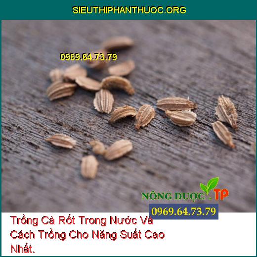 Trồng Cà Rốt Trong Nước Và Cách Trồng Cho Năng Suất Cao Nhất.