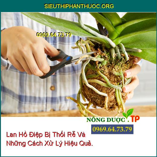 Lan Hồ Điệp Bị Thối Rễ Và Những Cách Xử Lý Hiệu Quả.