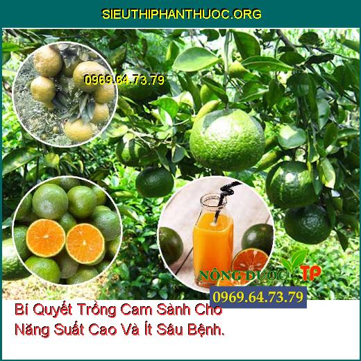 Bí Quyết Trồng Cam Sành Cho Năng Suất Cao Và Ít Sâu Bệnh.