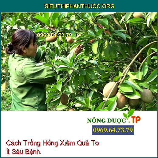 Cách Trồng Hồng Xiêm Quả To Ít Sâu Bệnh.