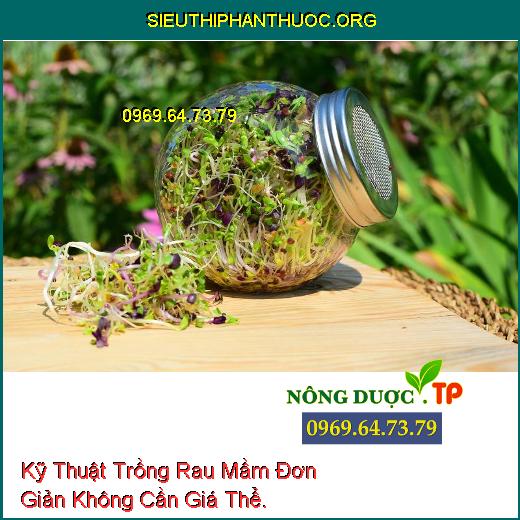 Kỹ Thuật Trồng Rau Mầm Đơn Giản Không Cần Giá Thể.