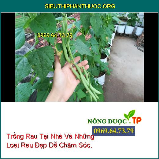 Trồng Rau Tại Nhà Và Những Loại Rau Đẹp Dễ Chăm Sóc.