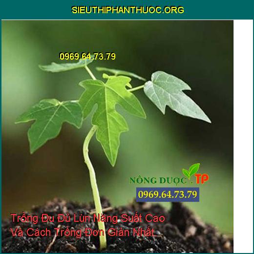 Trồng Đu Đủ Lùn Năng Suất Cao Và Cách Trồng Đơn Giản Nhất.