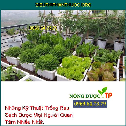 Những Kỹ Thuật Trồng Rau Sạch Được Mọi Người Quan Tâm Nhiều Nhất.