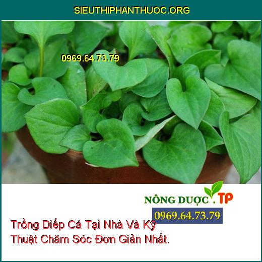 Trồng Diếp Cá Tại Nhà Và Kỹ Thuật Chăm Sóc Đơn Giản Nhất.