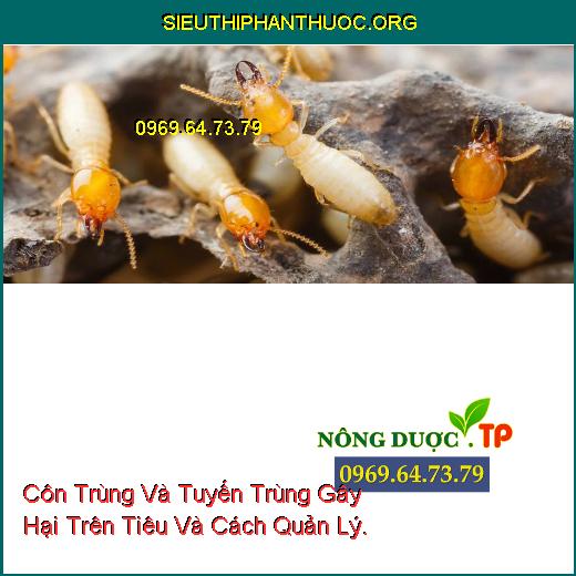 Hình 1: Tuyến trùng gây bướu rễ tiêu.