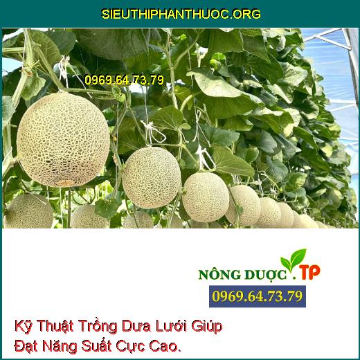 Kỹ Thuật Trồng Dưa Lưới Giúp Đạt Năng Suất Cực Cao.