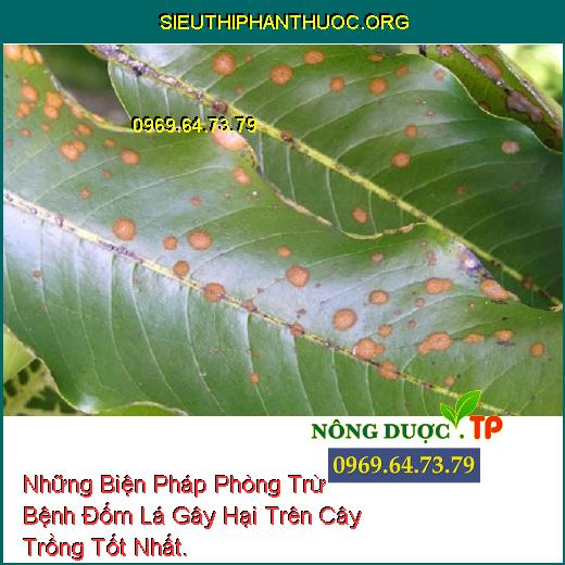 Những Biện Pháp Phòng Trừ Bệnh Đốm Lá Gây Hại Trên Cây Trồng Tốt Nhất.