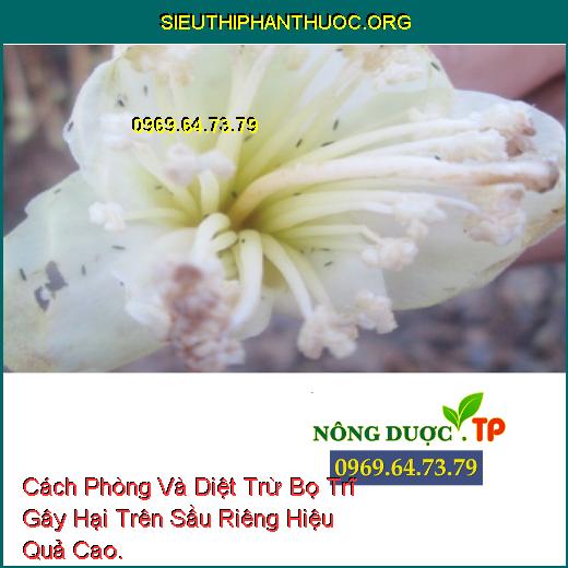 Cách Phòng Và Diệt Trừ Bọ Trĩ Gây Hại Trên Sầu Riêng Hiệu Quả Cao.