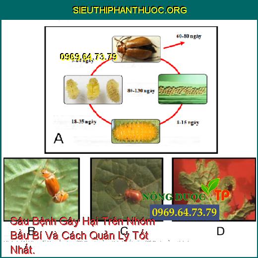 Sâu Bệnh Gây Hại Trên Nhóm Bầu Bí Và Cách Quản Lý Tốt Nhất.