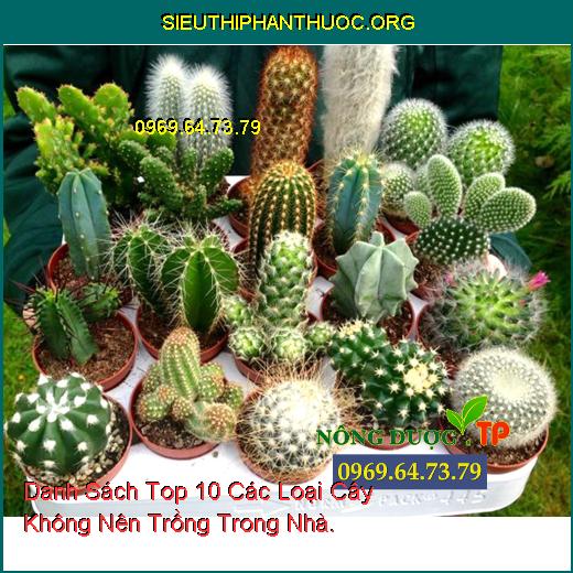 Danh Sách Top 10 Các Loại Cây Không Nên Trồng Trong Nhà.