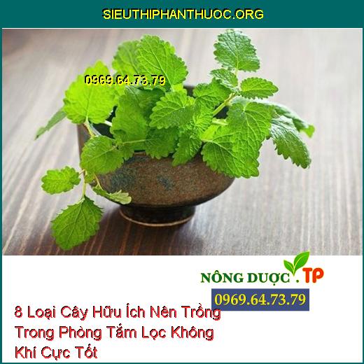 8 Loại Cây Hữu Ích Nên Trồng Trong Phòng Tắm Lọc Không Khí Cực Tốt