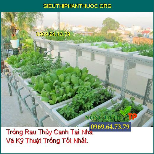 Trồng Rau Thủy Canh Tại Nhà Và Kỹ Thuật Trồng Tốt Nhất.