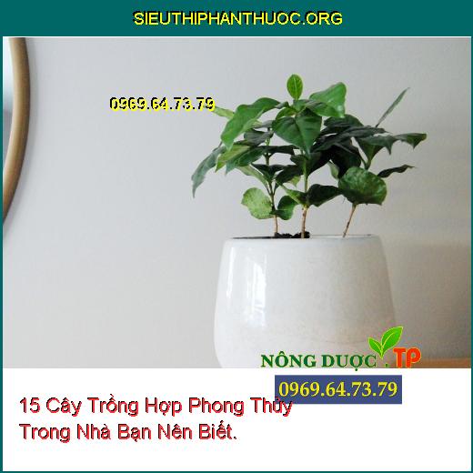 15 Cây Trồng Hợp Phong Thủy Trong Nhà Bạn Nên Biết.