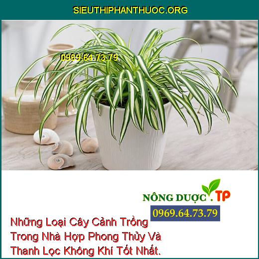 Những Loại Cây Cảnh Trồng Trong Nhà Hợp Phong Thủy Và Thanh Lọc Không Khí Tốt Nhất.