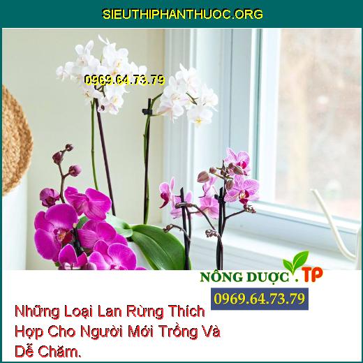 Những Loại Lan Rừng Thích Hợp Cho Người Mới Trồng Và Dễ Chăm.