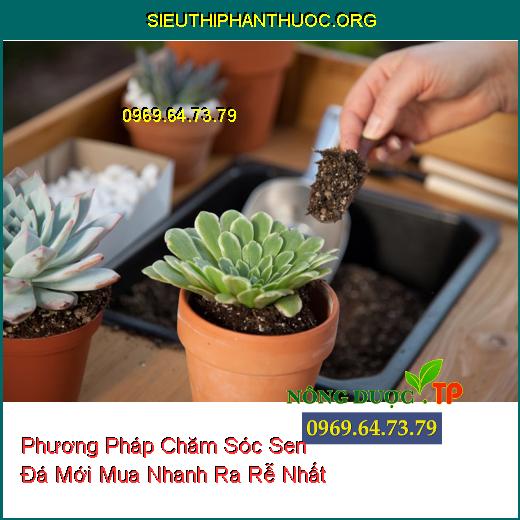 Phương Pháp Chăm Sóc Sen Đá Mới Mua Nhanh Ra Rễ Nhất