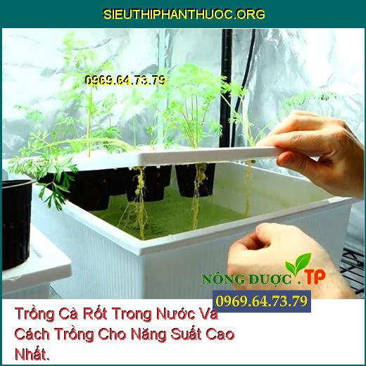 Trồng Cà Rốt Trong Nước Và Cách Trồng Cho Năng Suất Cao Nhất.