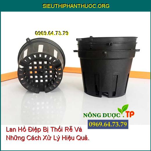 Lan Hồ Điệp Bị Thối Rễ Và Những Cách Xử Lý Hiệu Quả.