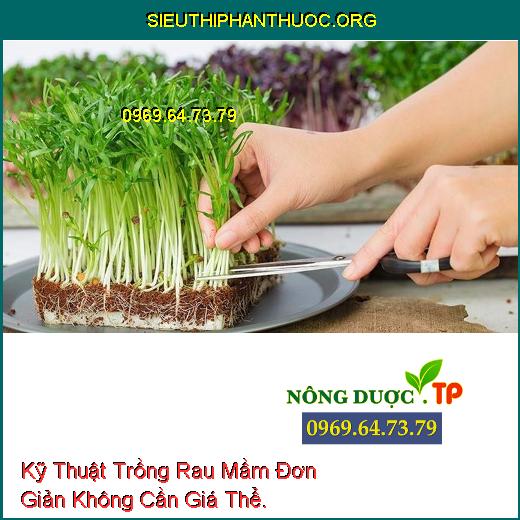 Kỹ Thuật Trồng Rau Mầm Đơn Giản Không Cần Giá Thể.