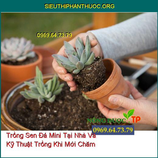 Trồng Sen Đá Mini Tại Nhà Và Kỹ Thuật Trồng Khi Mới Chăm