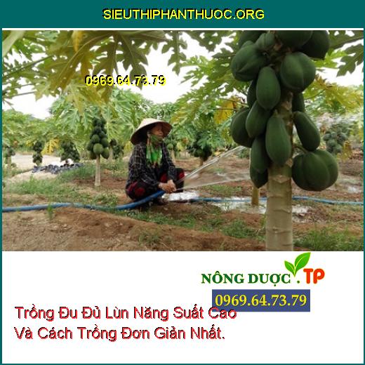 Trồng Đu Đủ Lùn Năng Suất Cao Và Cách Trồng Đơn Giản Nhất.