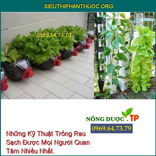 Những Kỹ Thuật Trồng Rau Sạch Được Mọi Người Quan Tâm Nhiều Nhất.