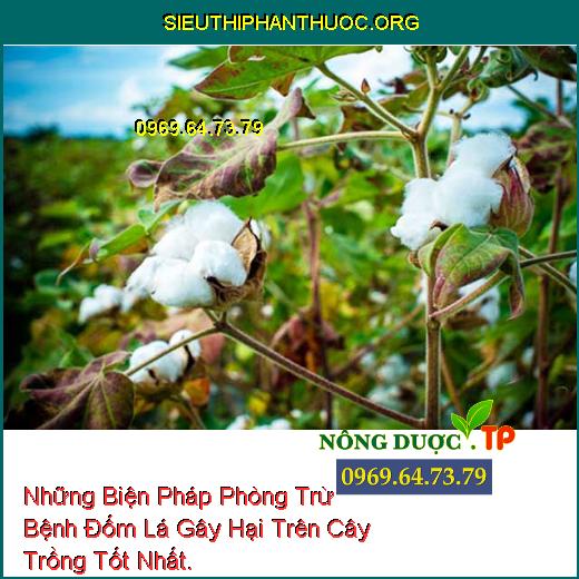 Những Biện Pháp Phòng Trừ Bệnh Đốm Lá Gây Hại Trên Cây Trồng Tốt Nhất.