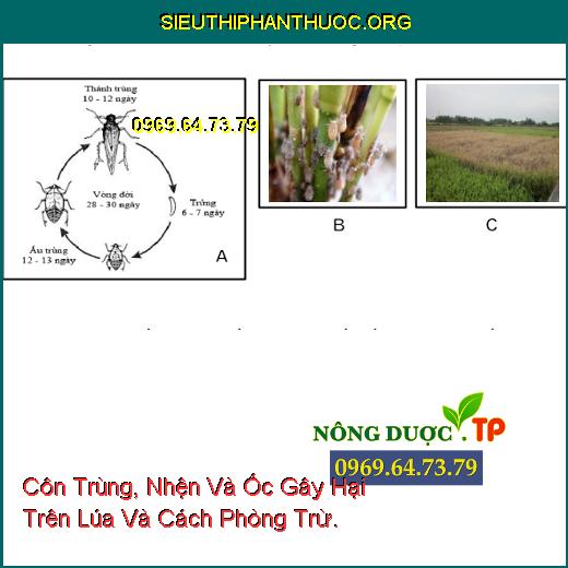 Côn Trùng, Nhện Và Ốc Gây Hại Trên Lúa Và Cách Phòng Trừ.