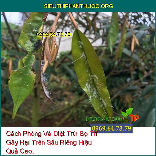 Cách Phòng Và Diệt Trừ Bọ Trĩ Gây Hại Trên Sầu Riêng Hiệu Quả Cao.