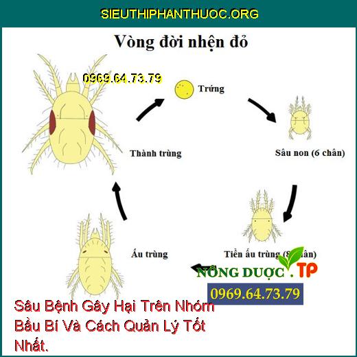 Sâu Bệnh Gây Hại Trên Nhóm Bầu Bí Và Cách Quản Lý Tốt Nhất.