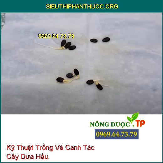 Kỹ Thuật Trồng Và Canh Tác Cây Dưa Hấu.