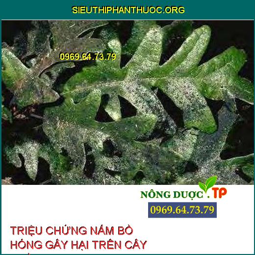 NẤM BỒ HÓNG