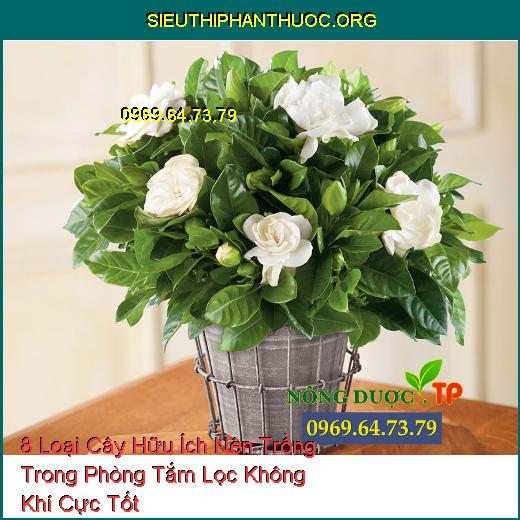 8 Loại Cây Hữu Ích Nên Trồng Trong Phòng Tắm Lọc Không Khí Cực Tốt