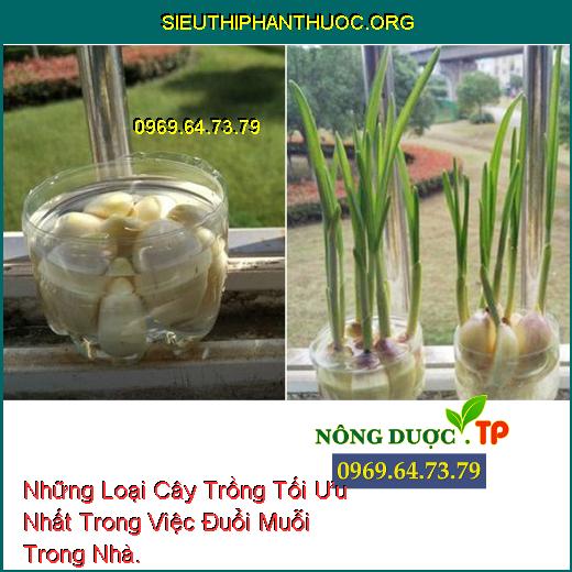 Những Loại Cây Trồng Tối Ưu Nhất Trong Việc Đuổi Muỗi Trong Nhà.