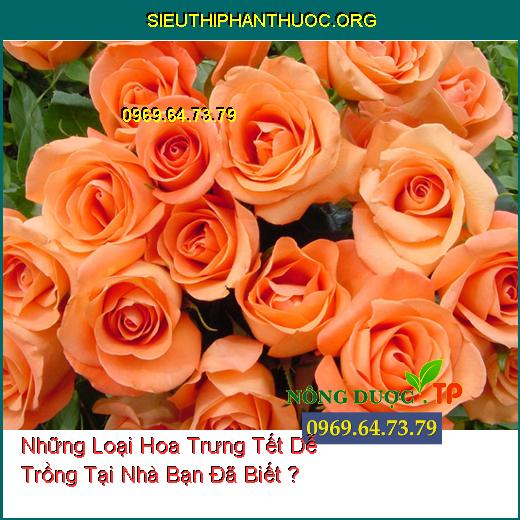 Những Loại Hoa Trưng Tết Dễ Trồng Tại Nhà Bạn Đã Biết ?