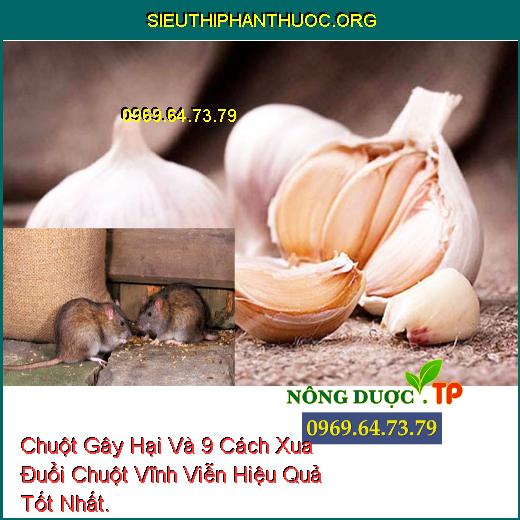 Chuột Gây Hại Và 9 Cách Xua Đuổi Chuột Vĩnh Viễn Hiệu Quả Tốt Nhất.