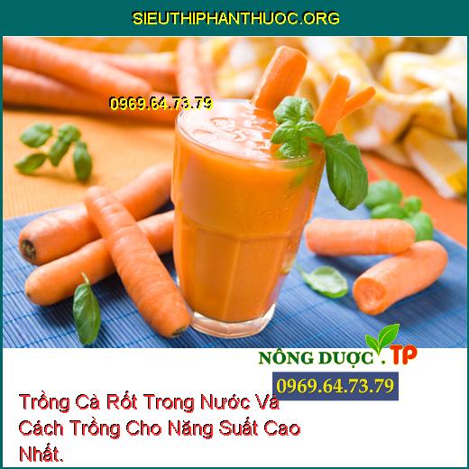 Trồng Cà Rốt Trong Nước Và Cách Trồng Cho Năng Suất Cao Nhất.