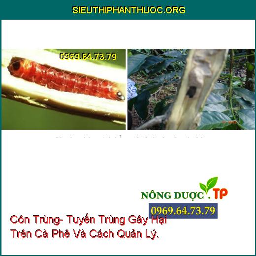 Côn Trùng- Tuyến Trùng Gây Hại Trên Cà Phê Và Cách Quản Lý.