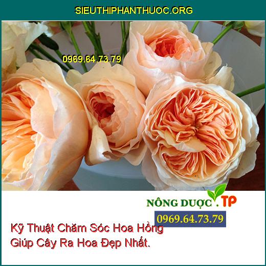 Kỹ Thuật Chăm Sóc Hoa Hồng Giúp Cây Ra Hoa Đẹp Nhất.