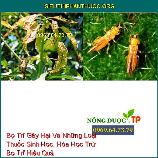 Bọ Trĩ Gây Hại Và Những Loại Thuốc Sinh Học, Hóa Học Trừ Bọ Trĩ Hiệu Quả.