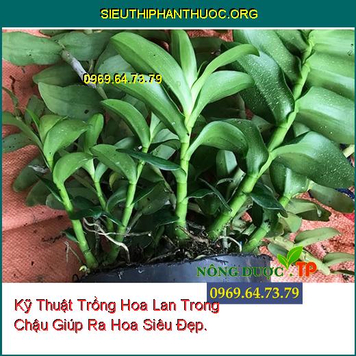 Kỹ Thuật Trồng Hoa Lan Trong Chậu Giúp Ra Hoa Siêu Đẹp.