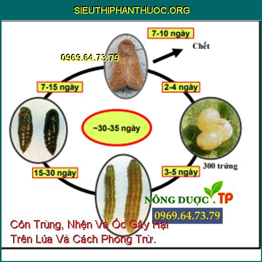 Côn Trùng, Nhện Và Ốc Gây Hại Trên Lúa Và Cách Phòng Trừ.