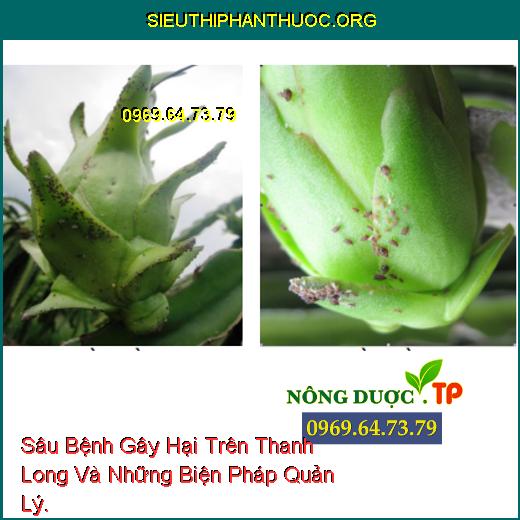 Sâu Bệnh Gây Hại Trên Thanh Long Và Những Biện Pháp Quản Lý.