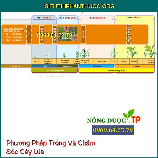 Phương Pháp Trồng Và Chăm Sóc Cây Lúa.